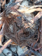 Desmarestia aculeata