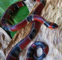 Erythrolamprus mimus