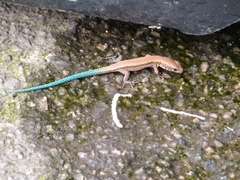 Iberolacerta monticola