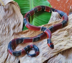 Erythrolamprus mimus