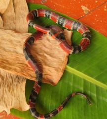 Erythrolamprus mimus
