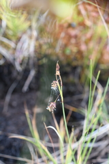 Carex limosa