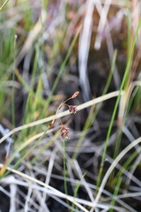 Carex limosa