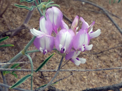 Astragalus hyrcanus