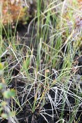Carex limosa