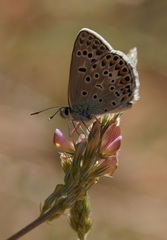 Polyommatus escheri