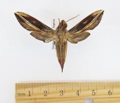 Xylophanes thyelia salvini