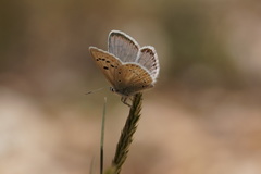 Polyommatus nivescens