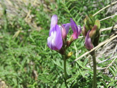 Astragalus cruckshanksii