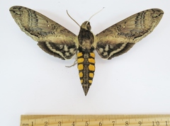 Manduca hannibal