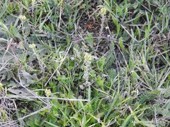 Astragalus hamosus