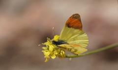 Anthocharis euphenoides