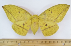 Eacles imperialis decoris