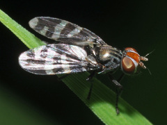 Herina frondescentiae