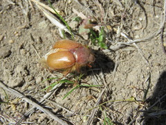 Aulacopalpus pilicollis