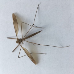 Tipula fulvipennis