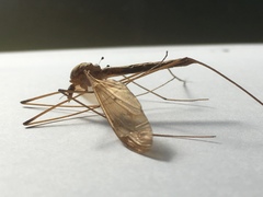 Tipula fulvipennis