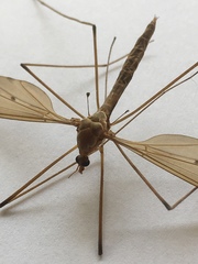 Tipula fulvipennis