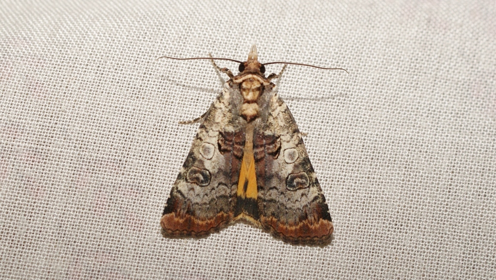 Willowherb Yellow Underwing