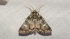 Olivenebula xanthochloris