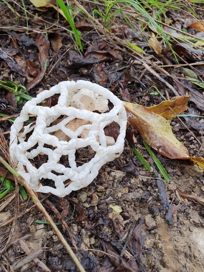white basket fungus from Opotiki District, Bay of Plenty, New Zealand