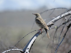 Anthus hellmayri