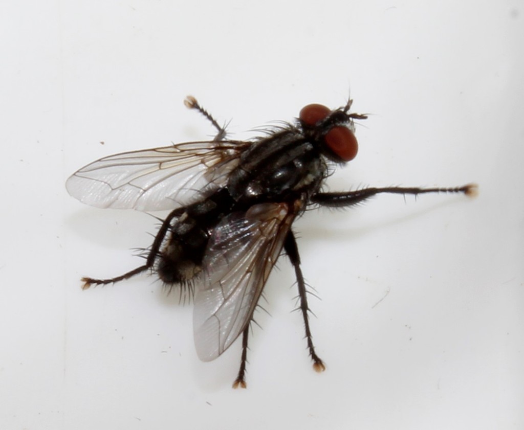Sarcophaga rondaniana
