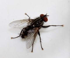 Blaesoxipha