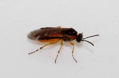 Athalia cordata