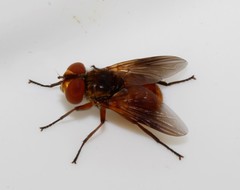Ectophasia oblonga