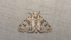 Bryophila domestica