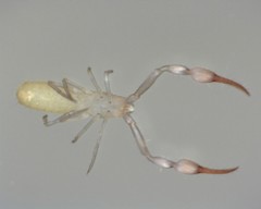 Tartarocreagris infernalis