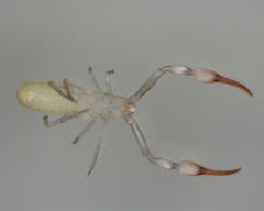 Tartarocreagris infernalis