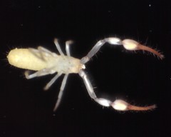 Tartarocreagris infernalis