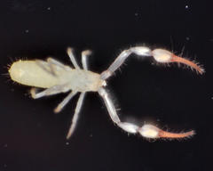 Tartarocreagris infernalis