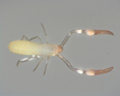 Tartarocreagris infernalis