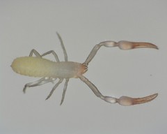 Tartarocreagris infernalis