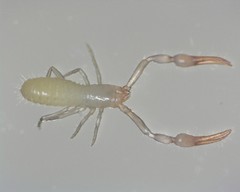 Tartarocreagris infernalis