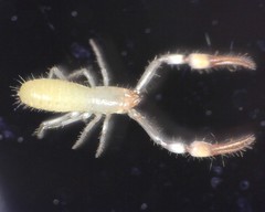 Tartarocreagris infernalis