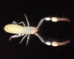 Tartarocreagris infernalis