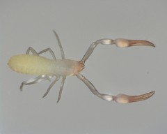 Tartarocreagris infernalis