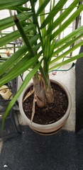 Dypsis decaryi