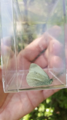 Pieris ergane