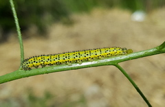 Euchloe ausonia