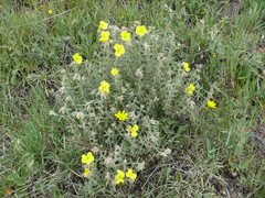 Helianthemum hirtum