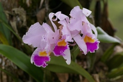 Cattleya trianae