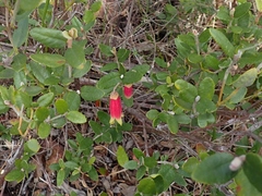 Correa reflexa scabridula