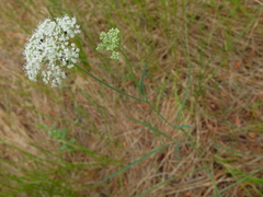 Perideridia lemmonii