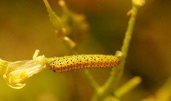 Euchloe ausonia