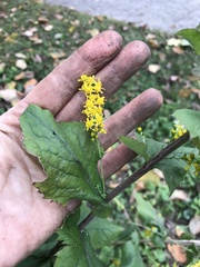 Solidago auriculata